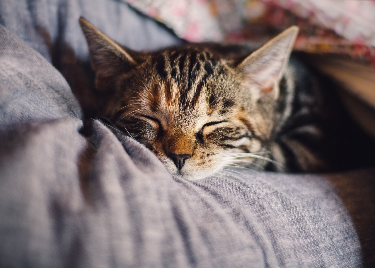 Katze Quelle: Pixabay Katze Quelle: Pixabay